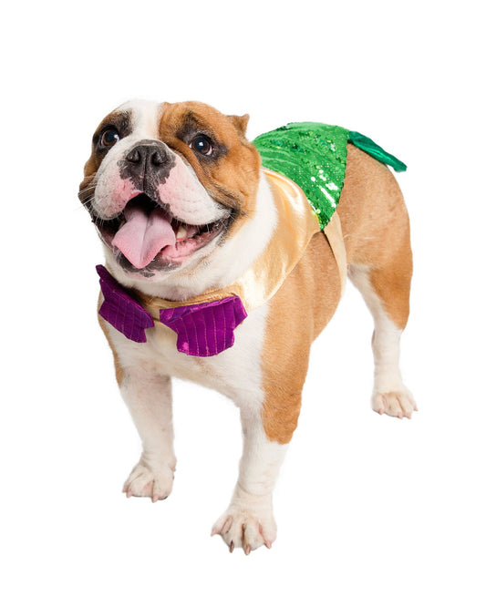 Dog-Friendly Bars in New Orleans