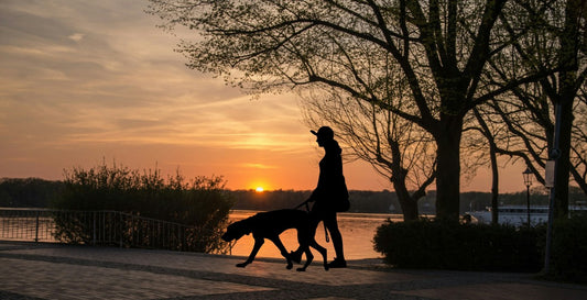 How to Calm Your Dog from Fireworks this Fourth of July
