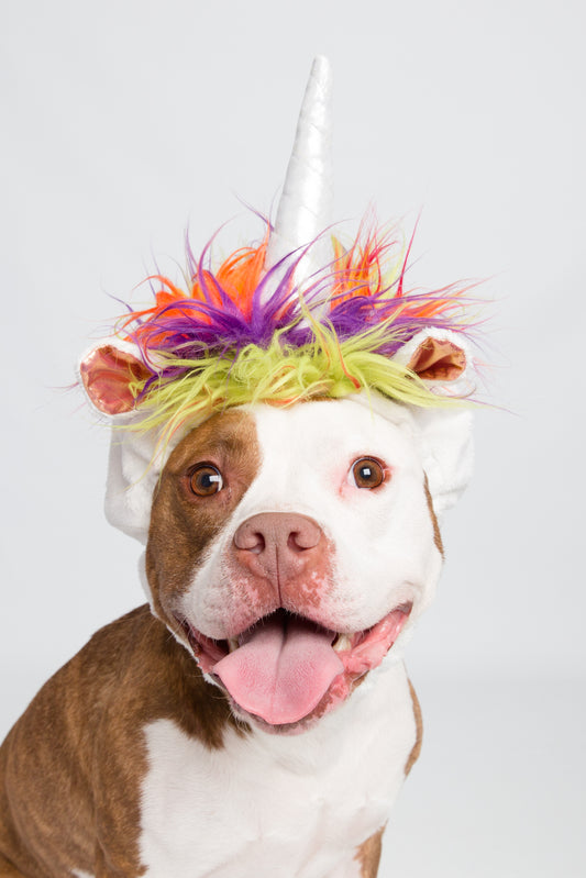 The Top 5 Hottest Unicorn Trends this Fall