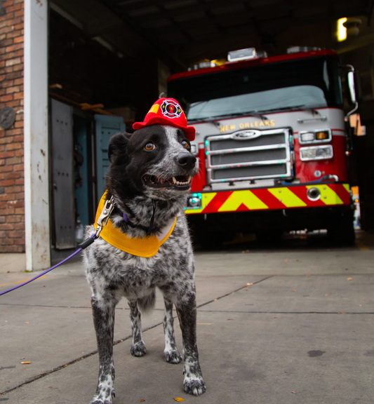Pet Krewe’s Favorite Good News Stories This Summer