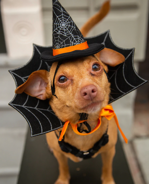 5 Fun DIY Howl-O-Ween Costume Ideas For Your Dog