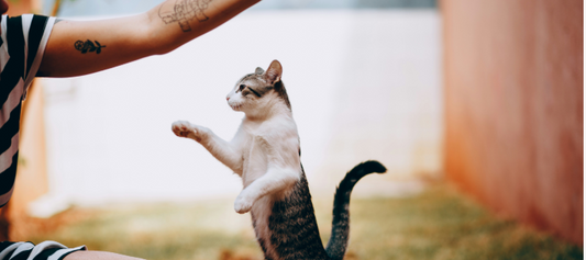 Effective Training Tips: What Makes Natural Cat Treats Work?