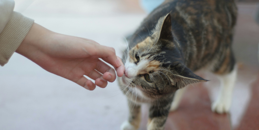 Compare Shelf Life: Freeze-Dried vs. Traditional Cat Treats
