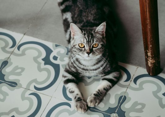 Is Your Cat Refusing Treats? Behavioral Cues to Watch