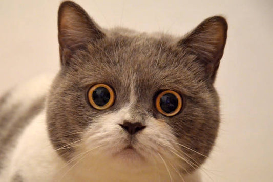 The Science Behind Cat Anxiety: How Feline Brains Process Stress