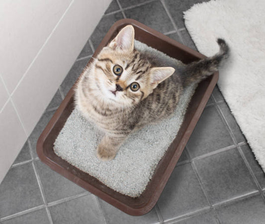 Salty Cat Benefit Booster: A Functional Cat Food for Supporting Feline Urinary Health