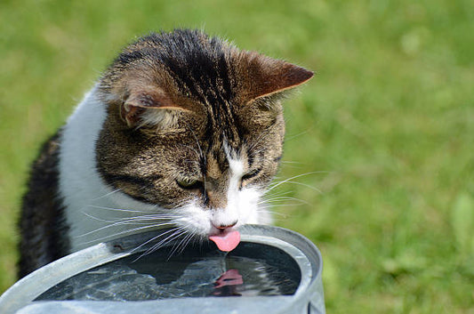 The Link Between Hydration and Cat Urinary Health