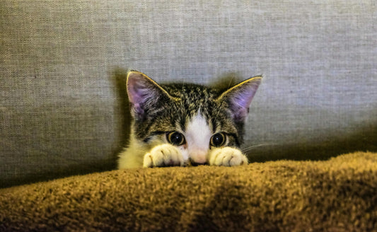 What is Cat Anxiety? Here's Everything Cat Owners Need to Know