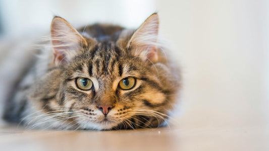 Wet Food vs. Dry Food: Which is Better for Urinary Health?