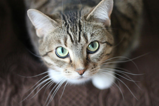 Moving to a New Home with a Cat: Anxiety-Proof Strategies