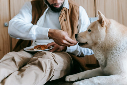 What Does “Clean Dog Food” Really Mean?