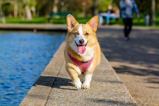 How to Keep Dogs Cool in the Summer