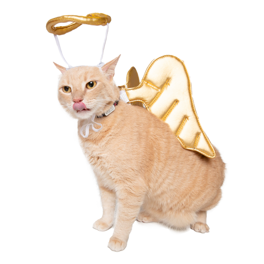 Cat licking lips in an angel harness costume. A halo sits atop the cat's head. Purr.