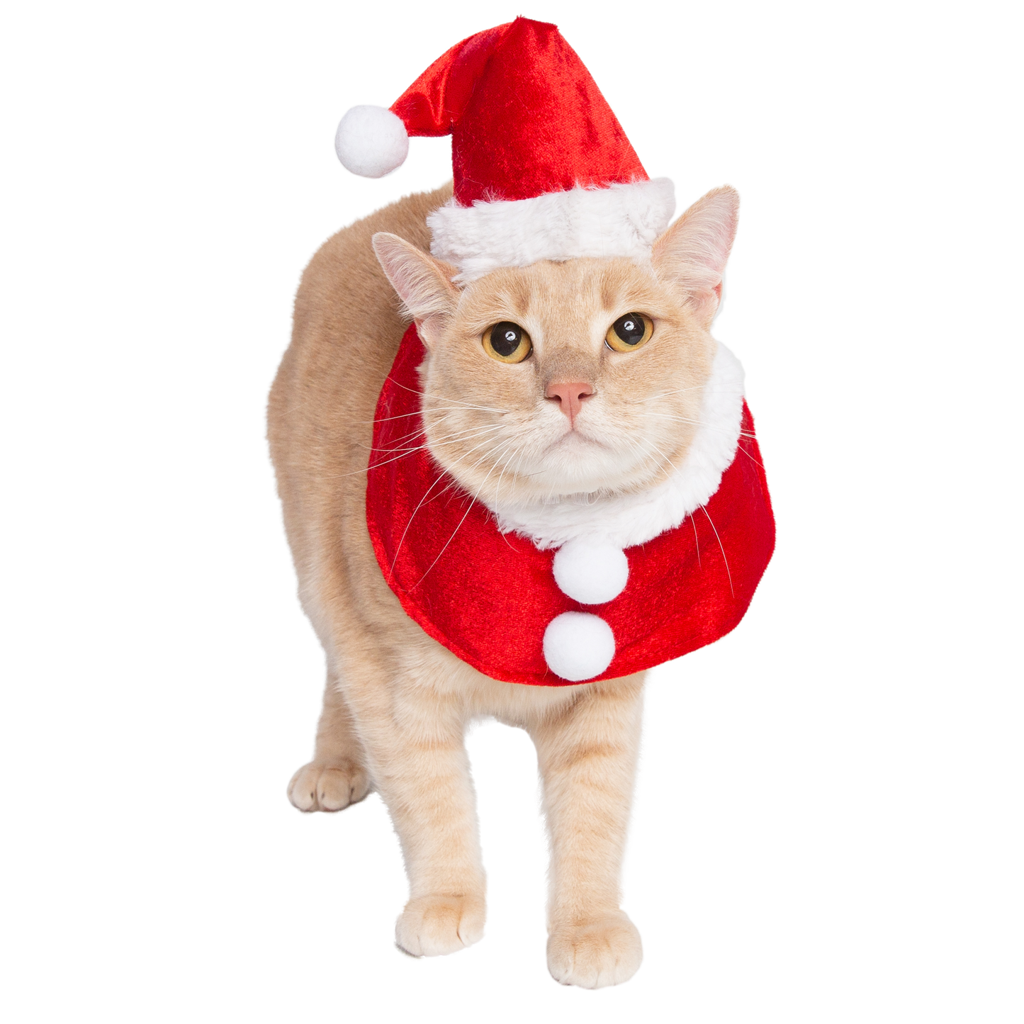 Santa Hat and Collar Cat Costume