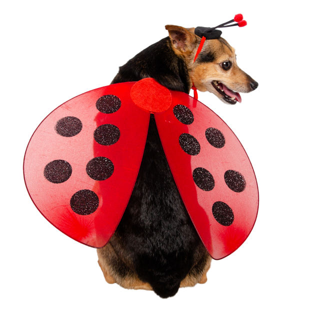 Ladybug Hat and Wings Dog Costume