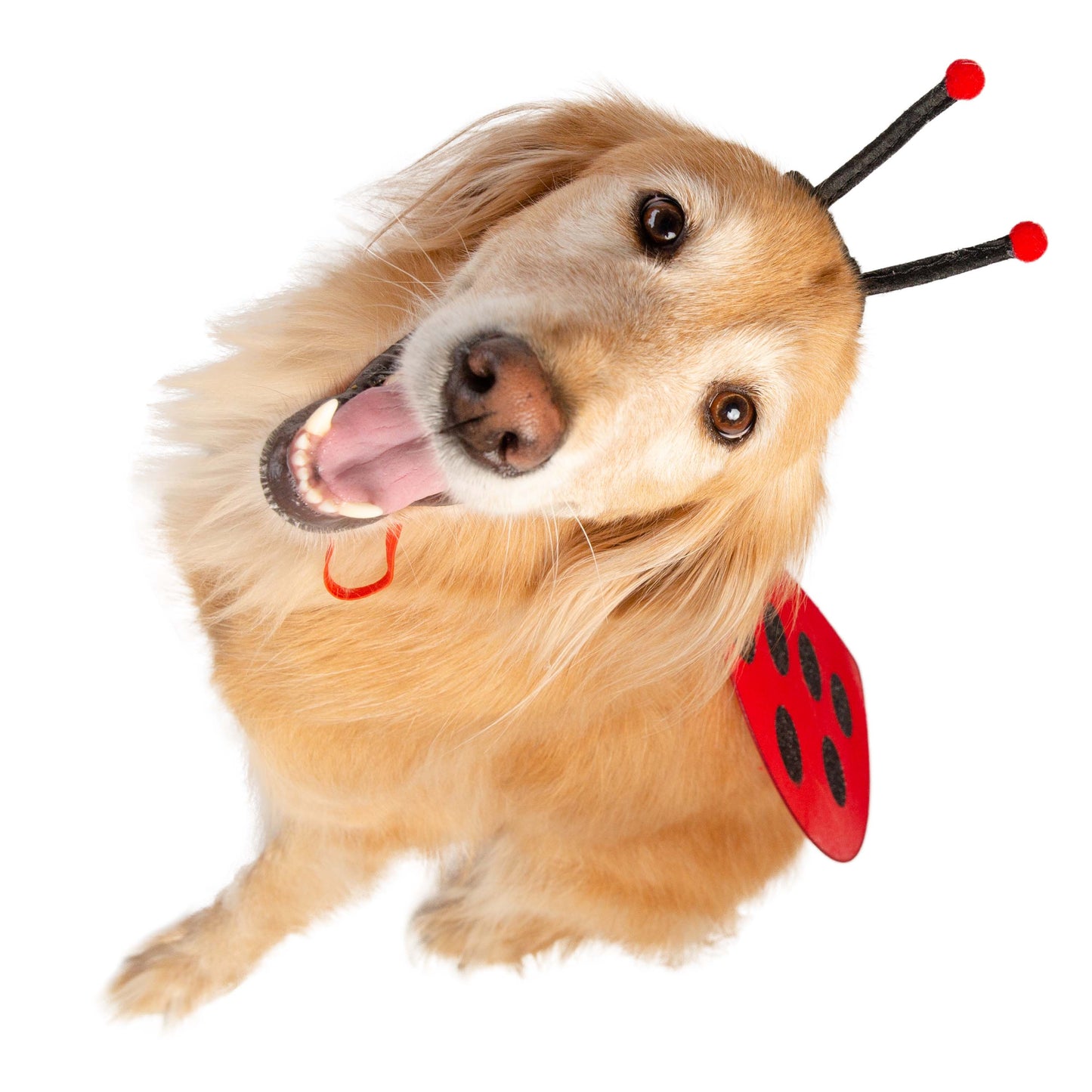 Ladybug Hat and Wings Dog Costume