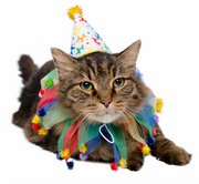 Cat dressed in colorful birthday celebration hat and collar costume