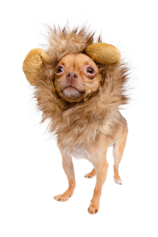 lion mane costume for small dogs