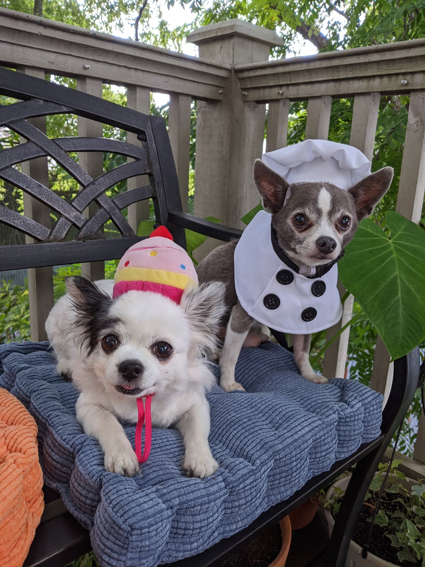 Cupcake Dog Hat