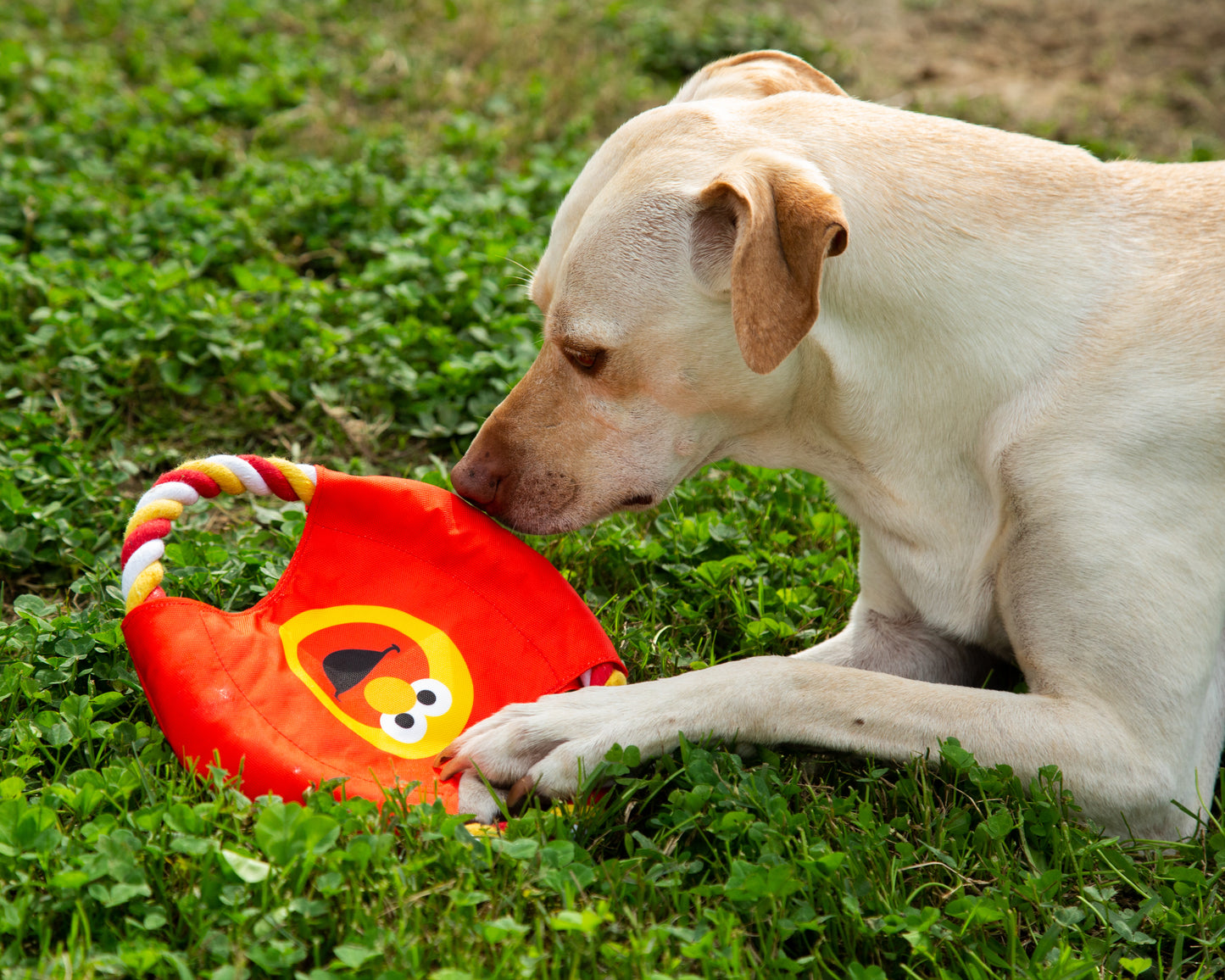 Elmo Dog Frisbee