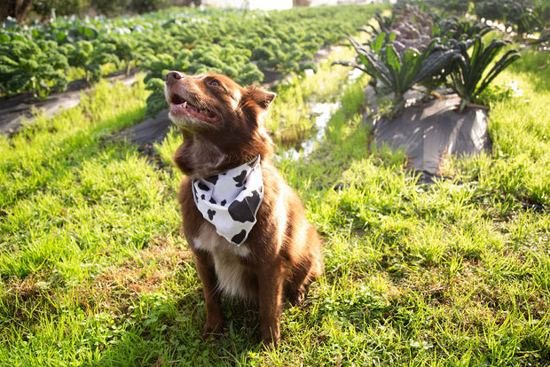 Large brown Australian Shepard mix dog wearing a cow print pet bandana on a farm.