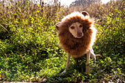 lion mane dog costume