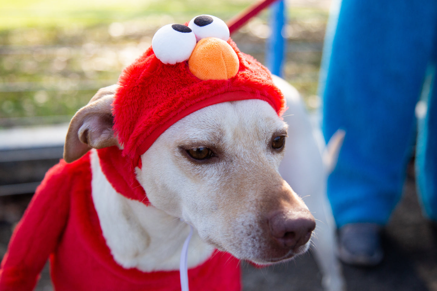 elmo dog costume