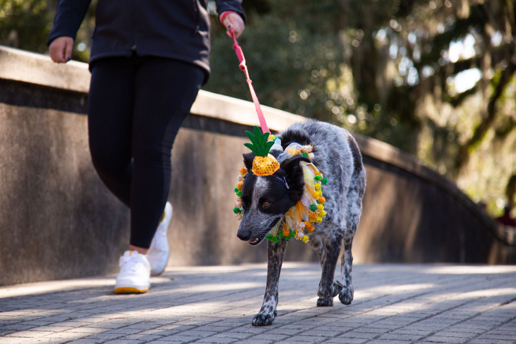 pineapple dog costume