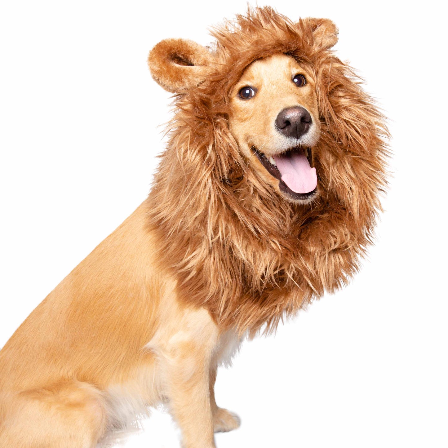 lion mane dog costume