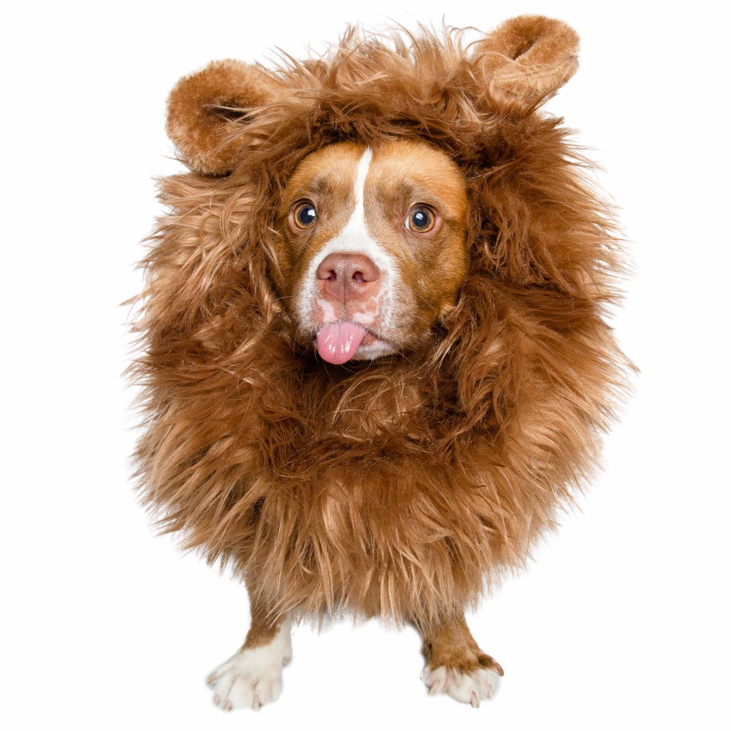 lion mane dog costume