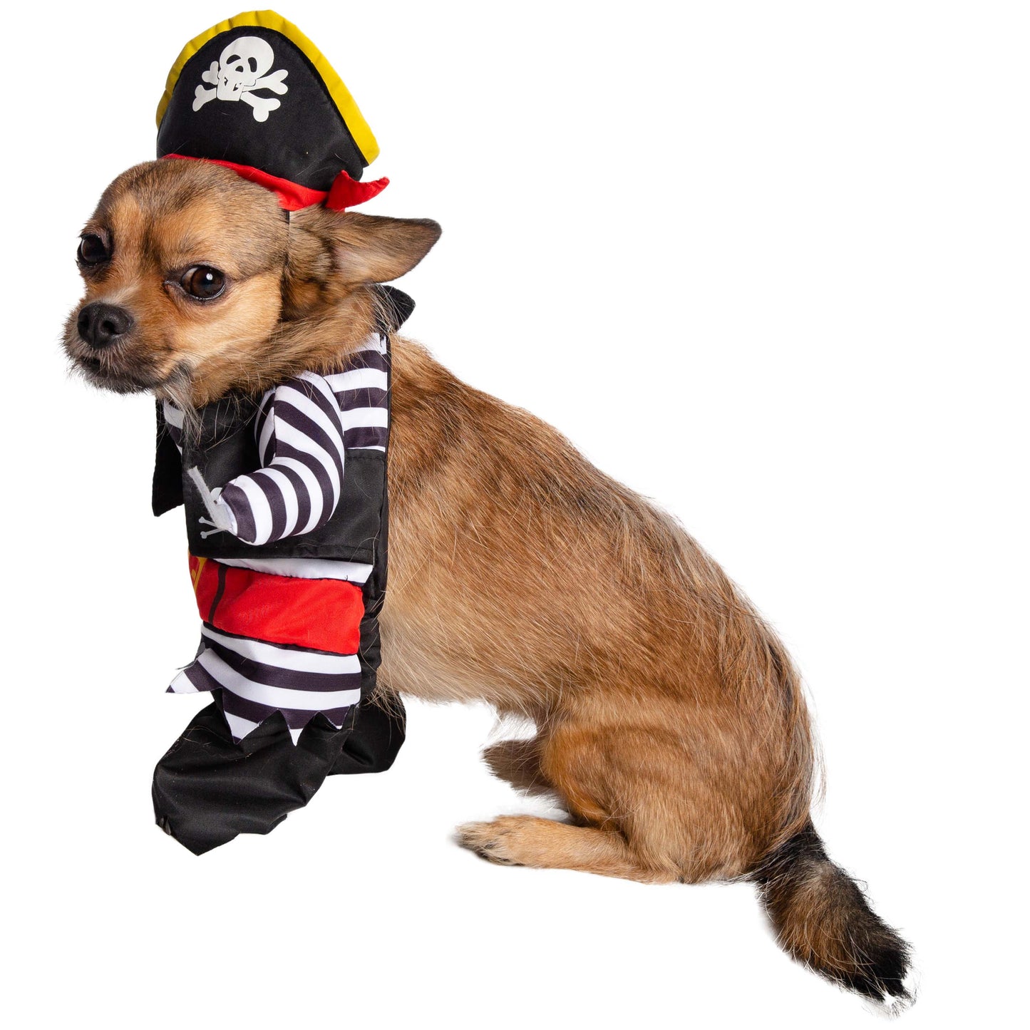 dog pirate costume