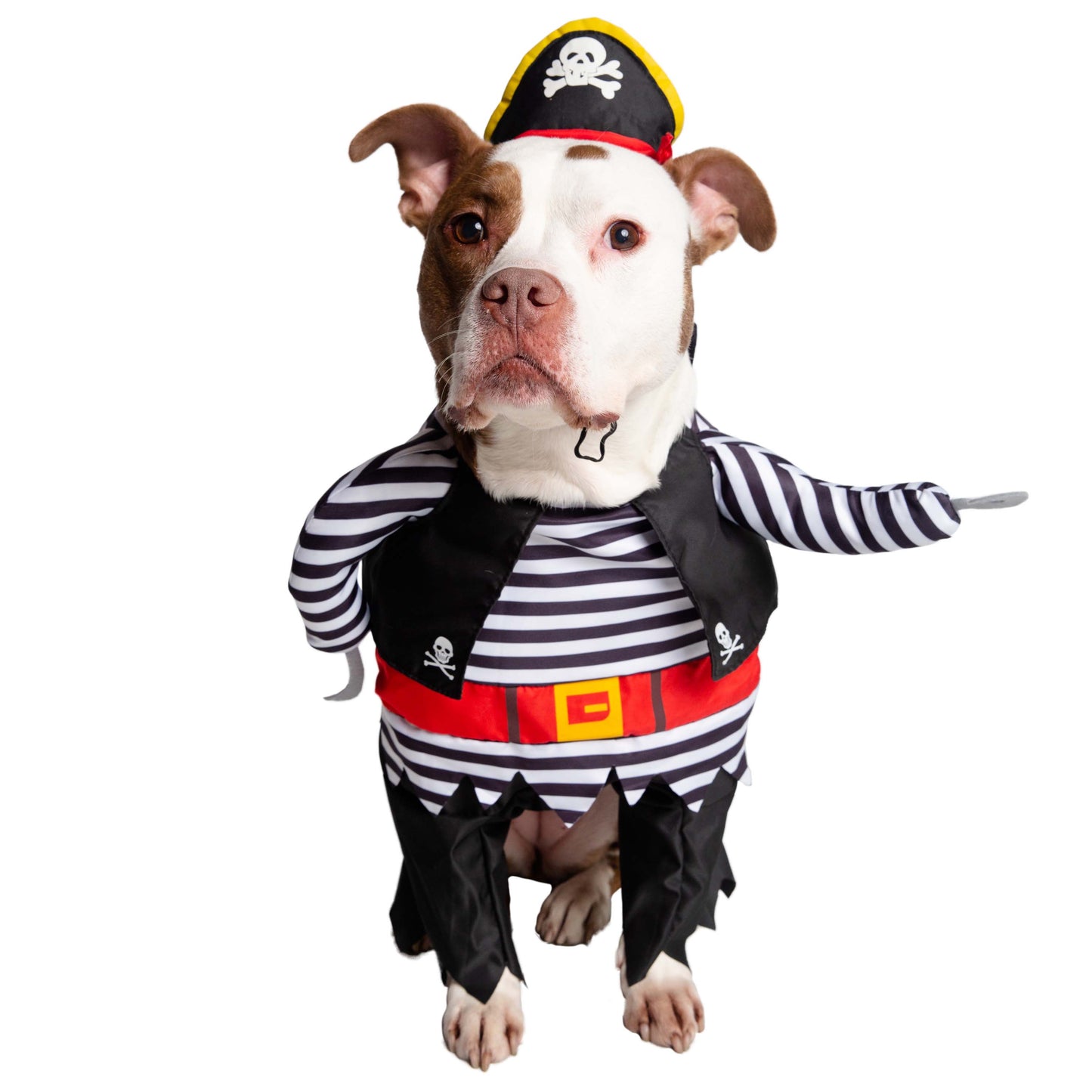 dog pirate costume