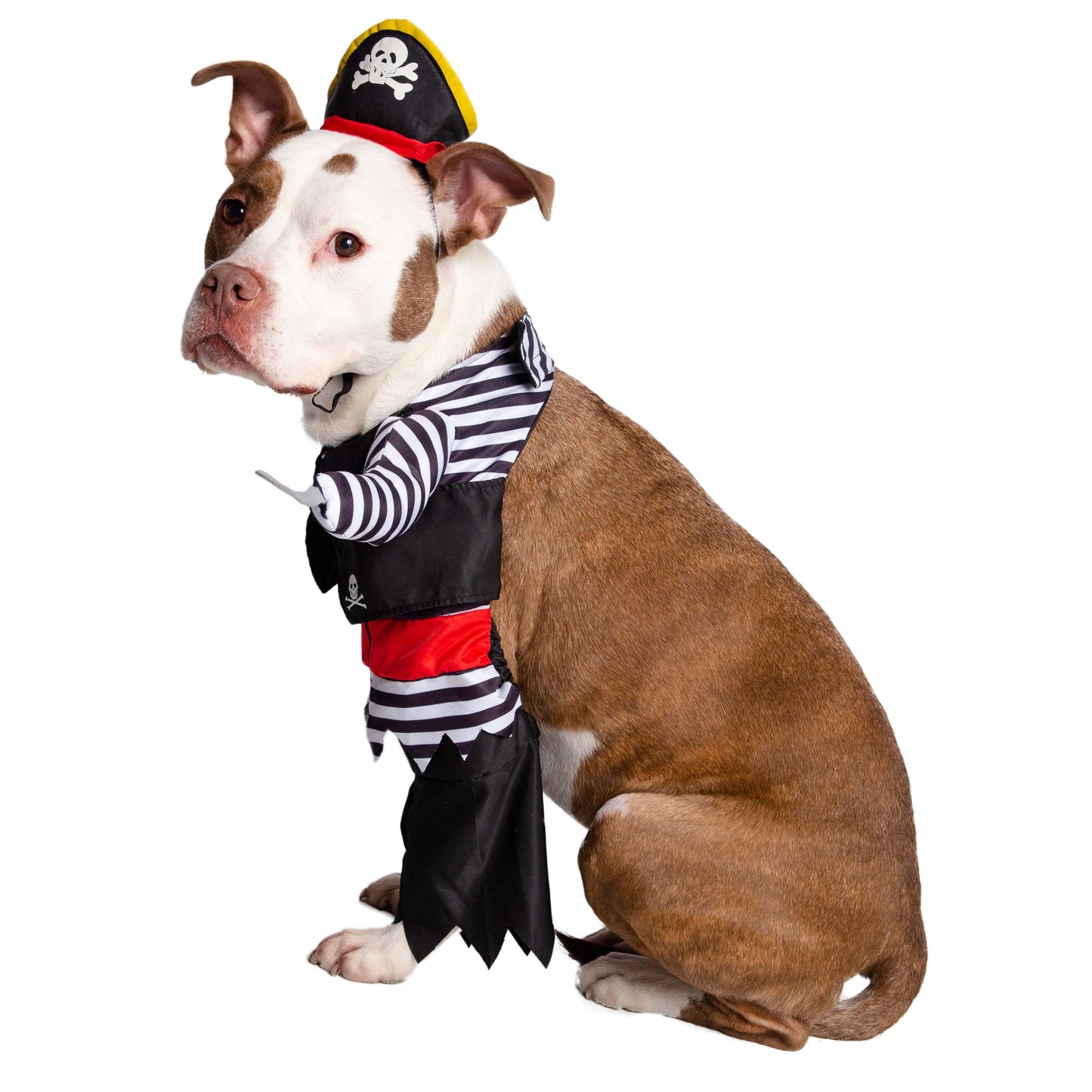 dog pirate costume
