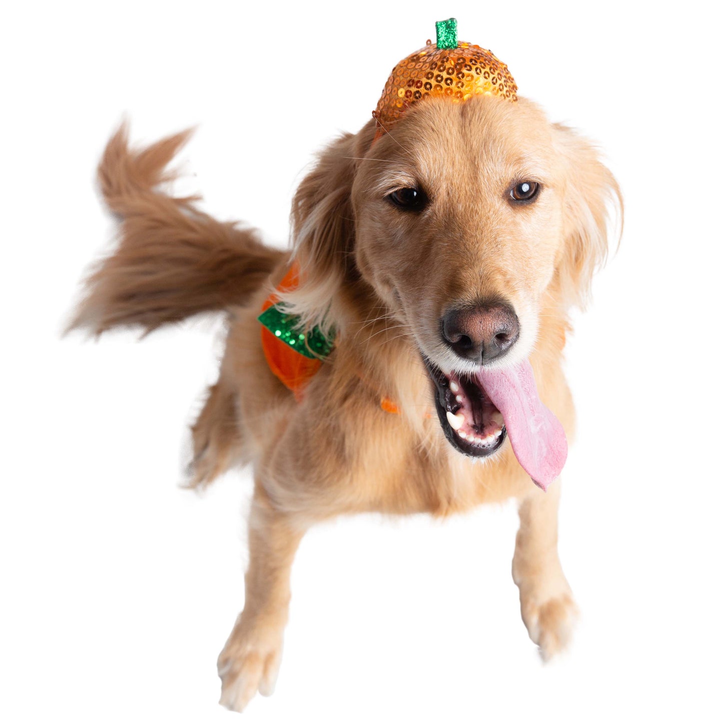 Halloween Pumpkin Dog Costume