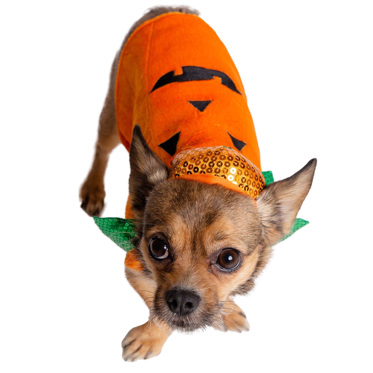 Halloween Pumpkin Dog Costume