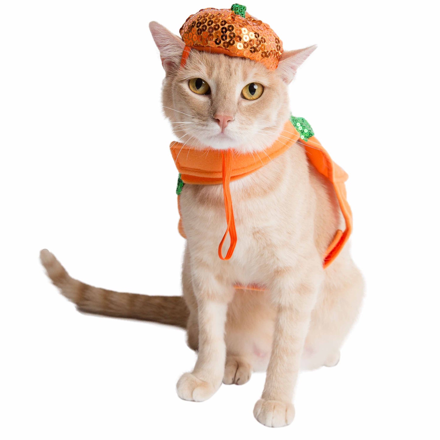 Halloween Pumpkin Cat Costume