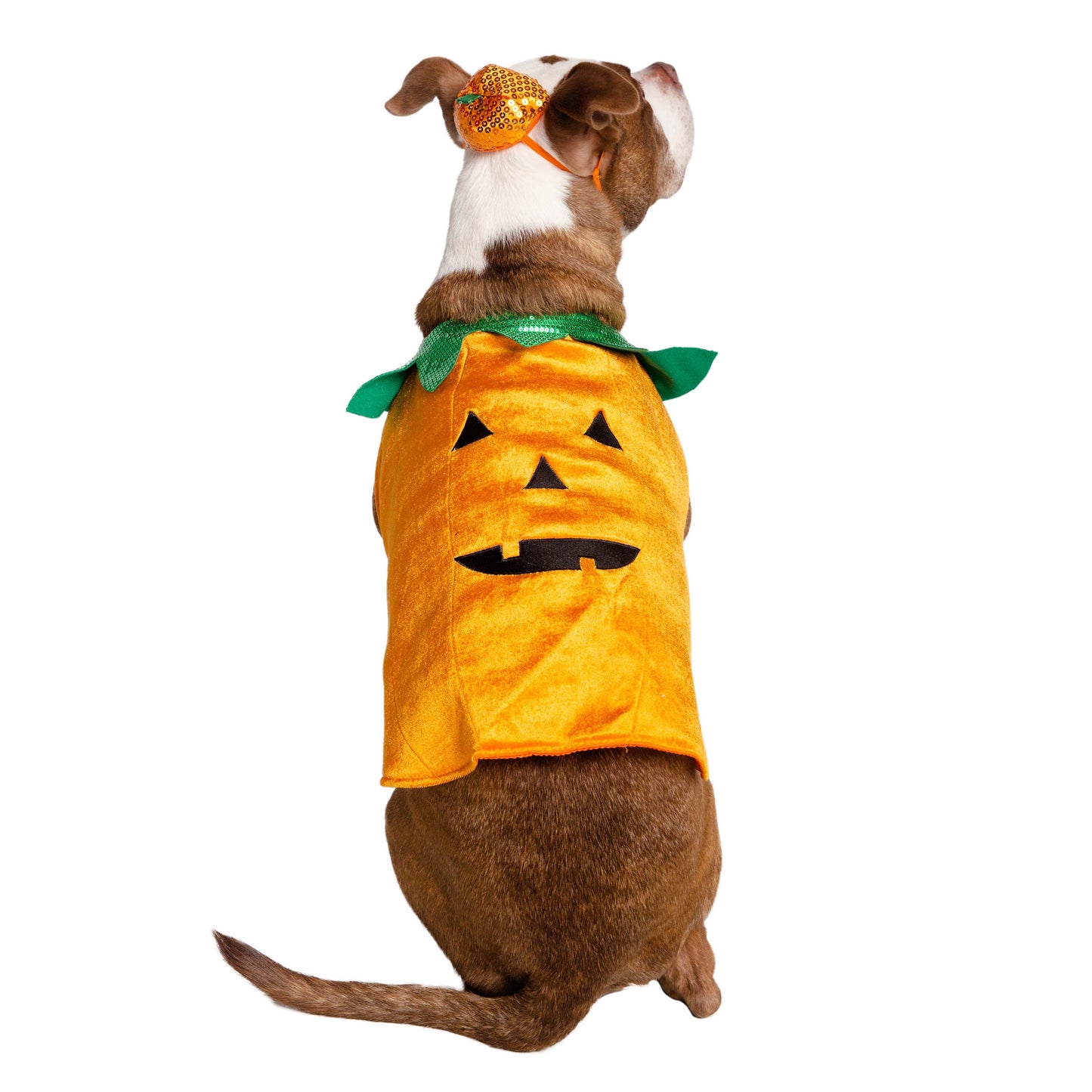 Halloween Pumpkin Dog Costume