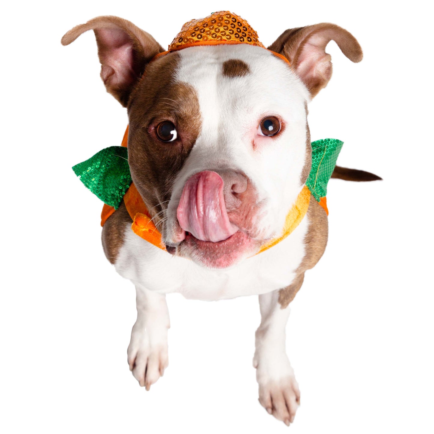 Halloween Pumpkin Dog Costume