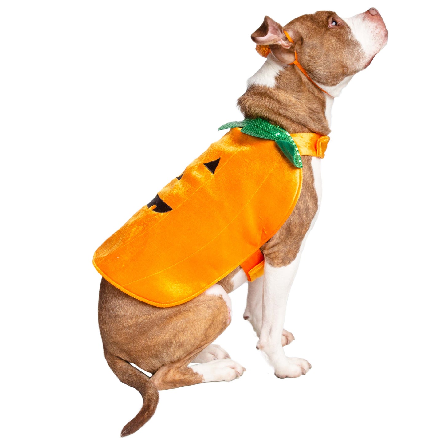 Halloween Pumpkin Dog Costume