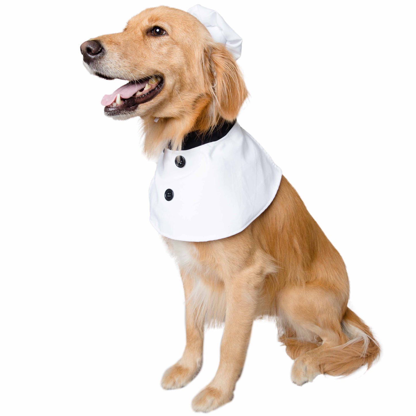 dog chef hat