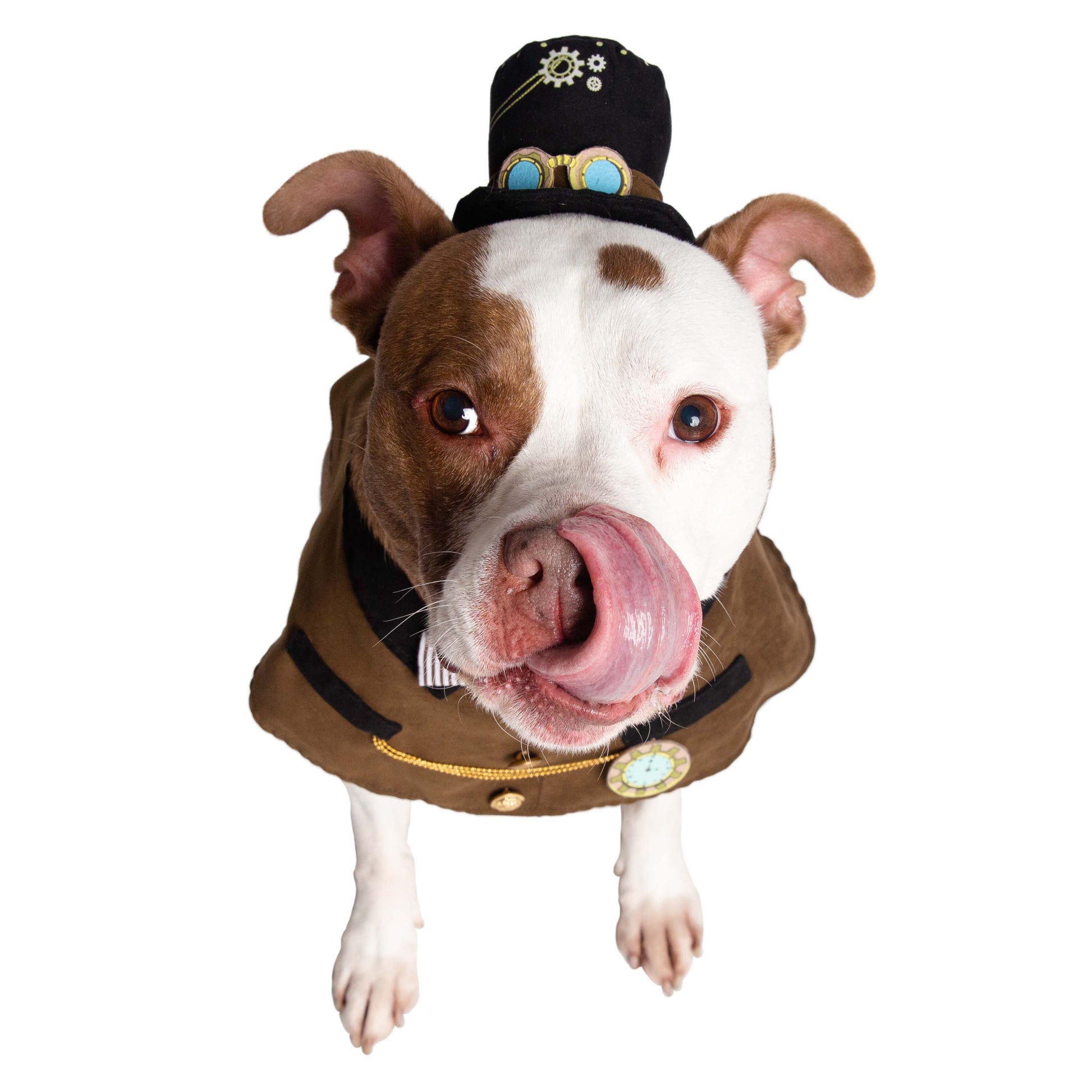 Steam Punk Hat and Collar Dog Costume