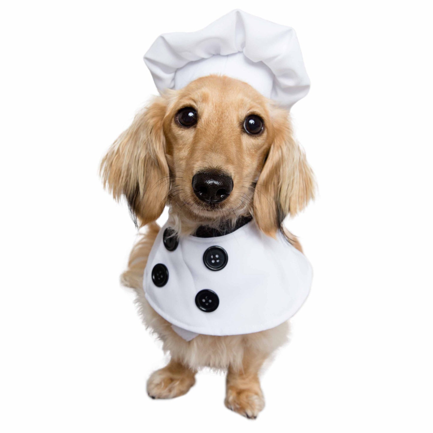 dog chef hat