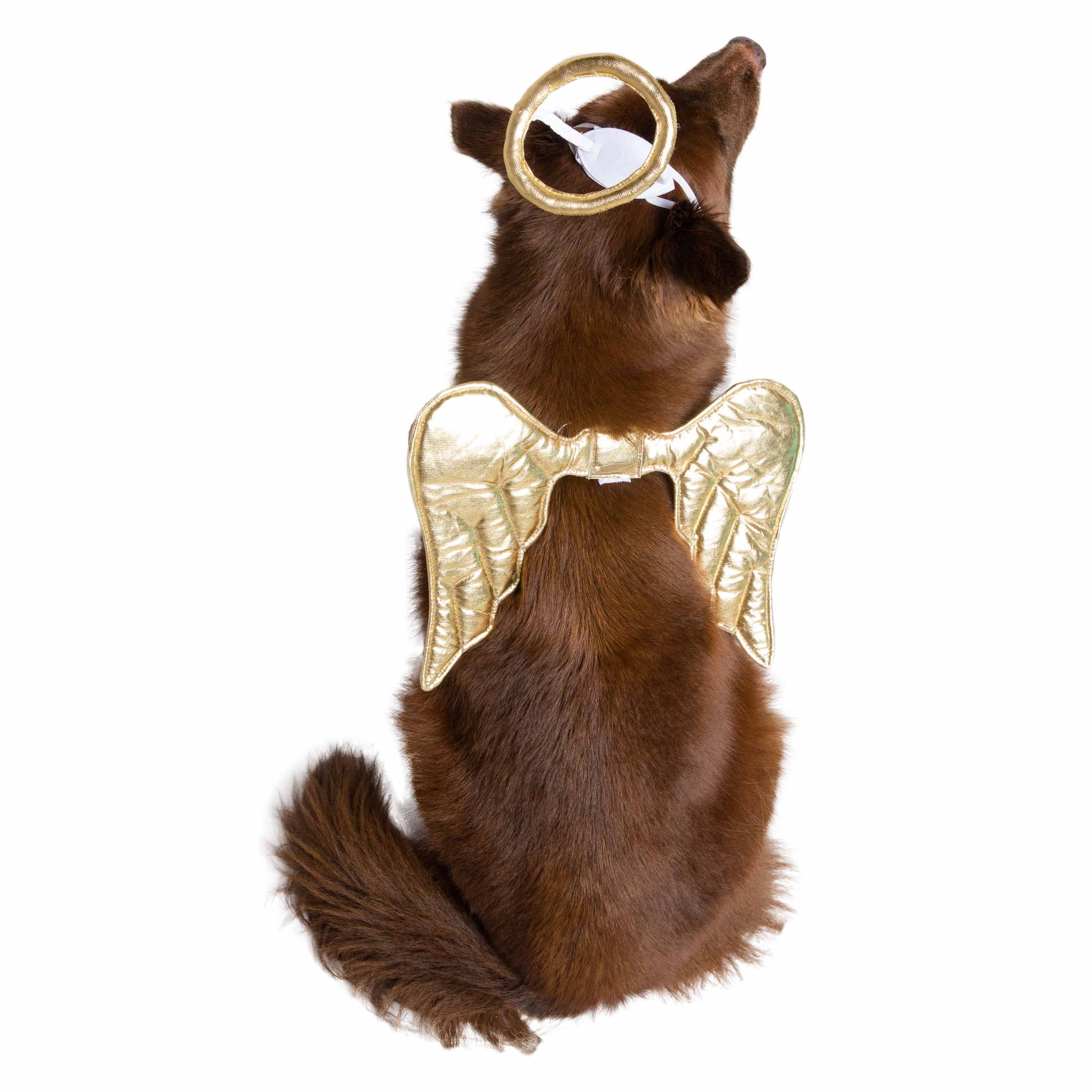 angel dog costume