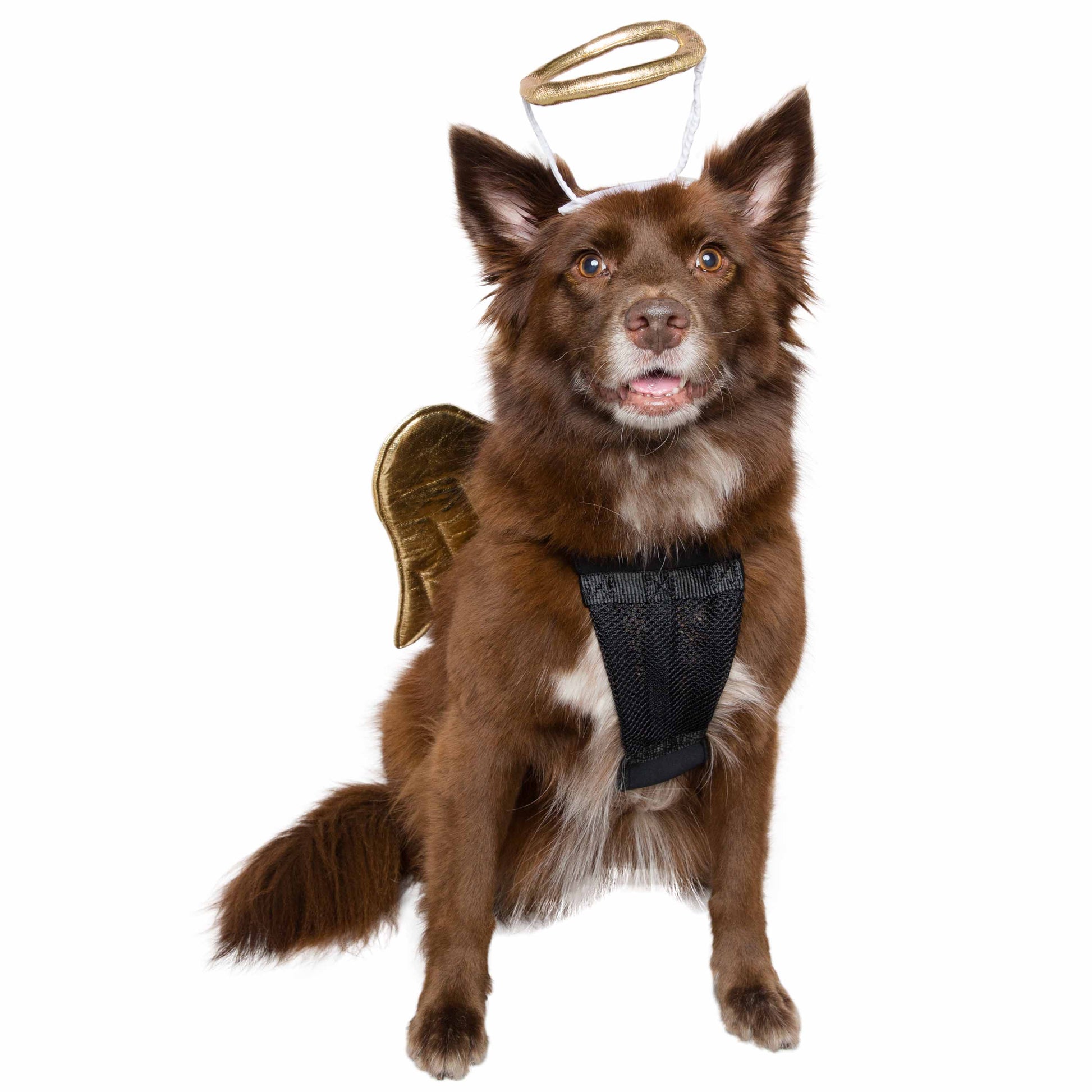 angel dog costume