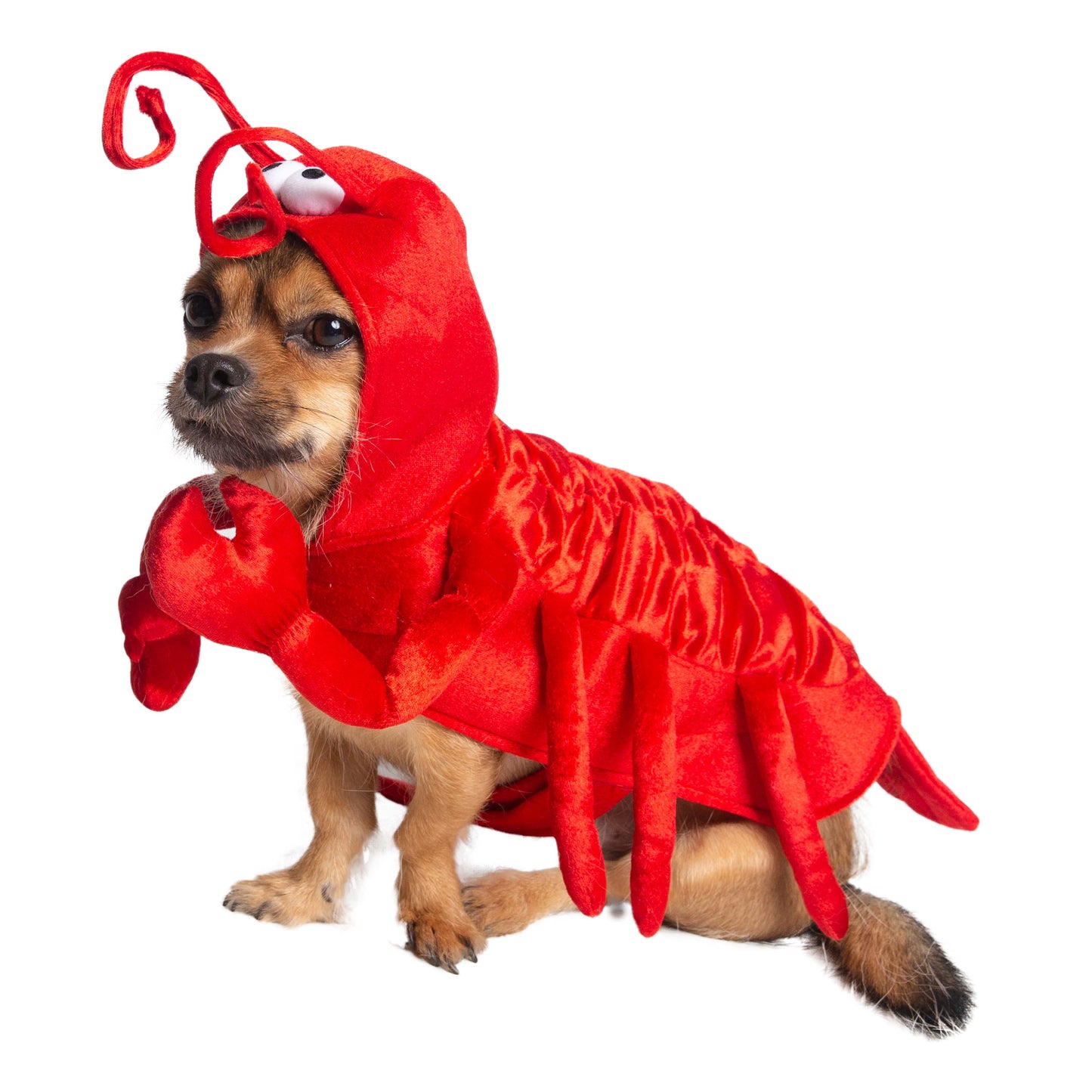 lobster dog costumes