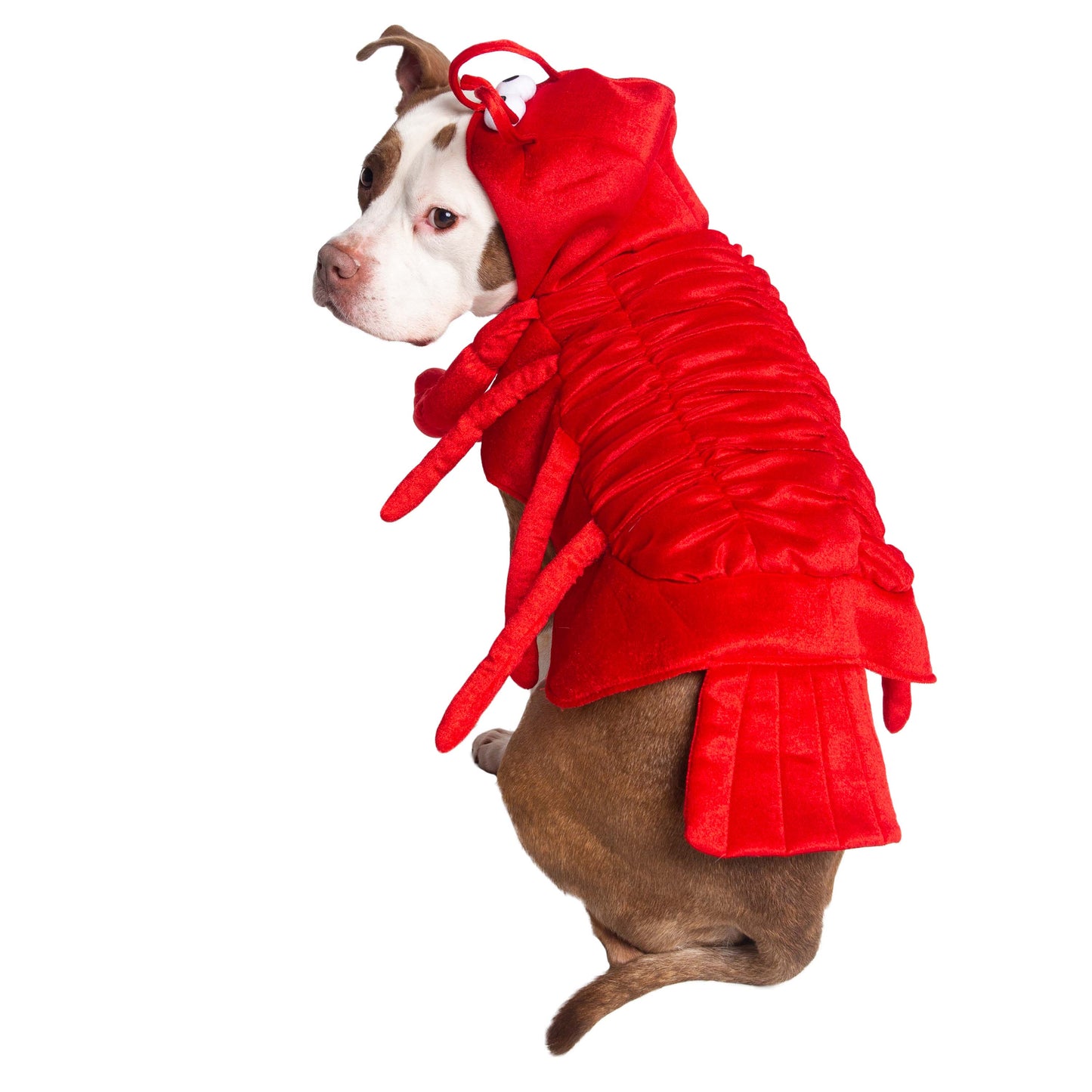 lobster dog costumes