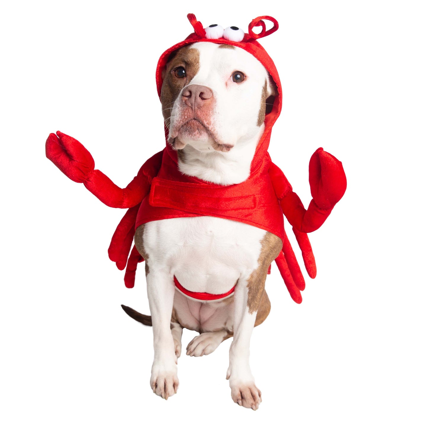 lobster dog costumes