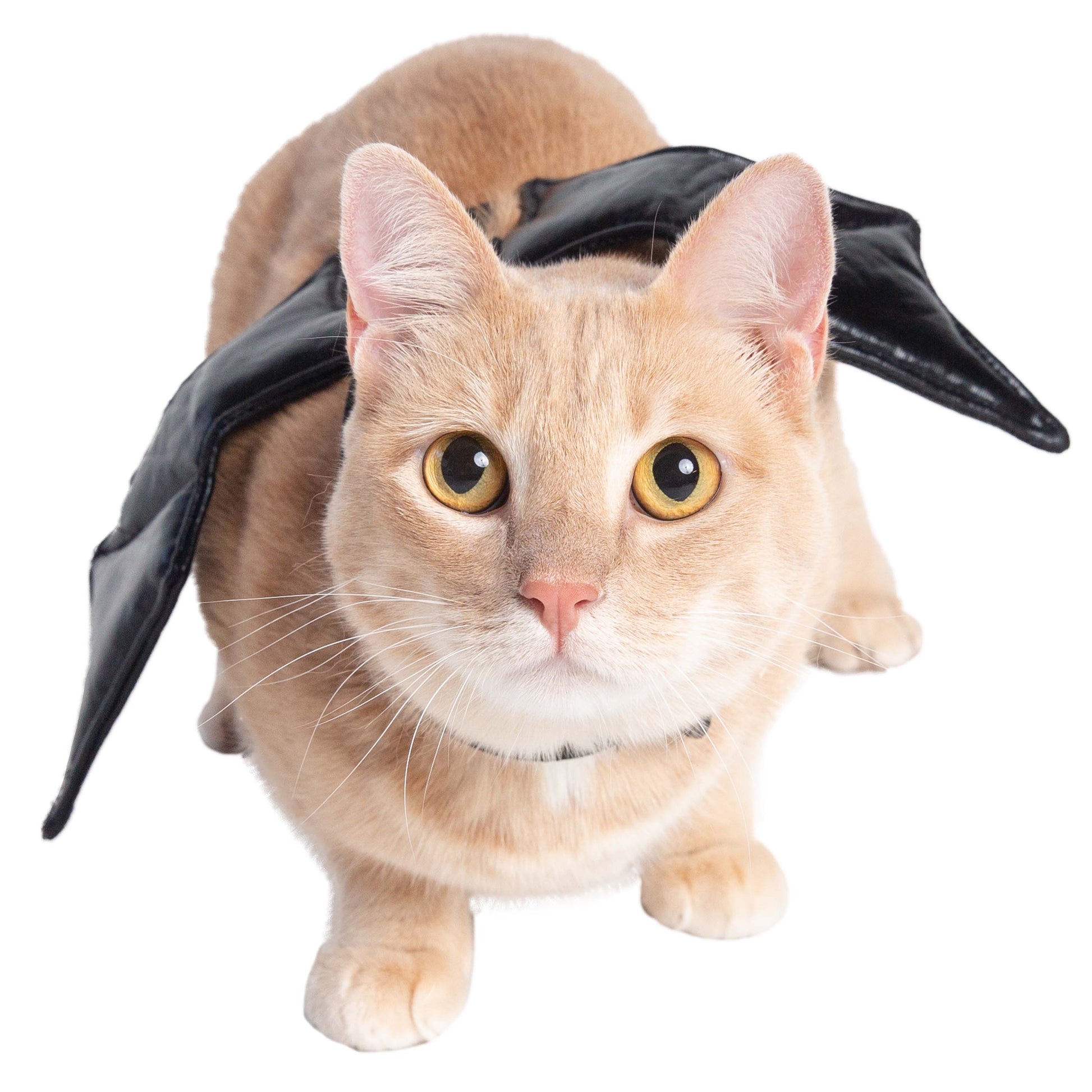 Bat Harness Costume for Cats