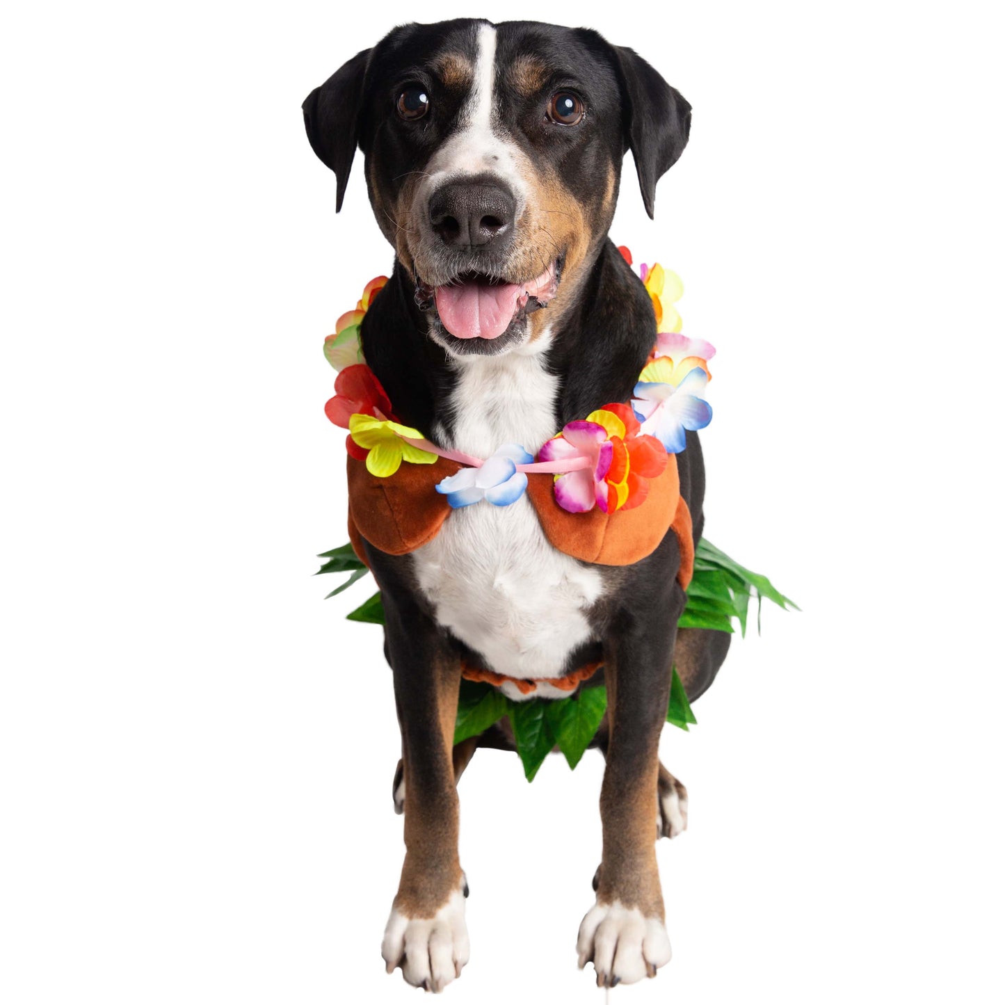 hula girl costume for dogs