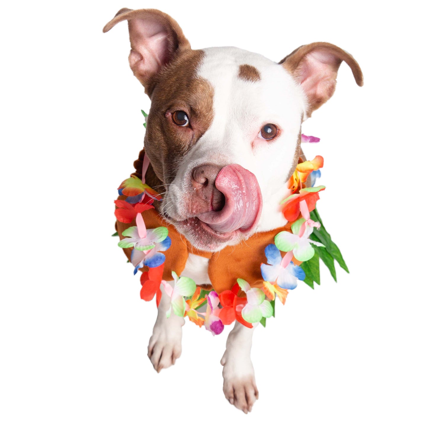 hula girl costume for dogs